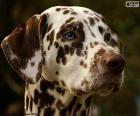 Yetişkin karaciğer renkli Dalmaçya köpeği kafa